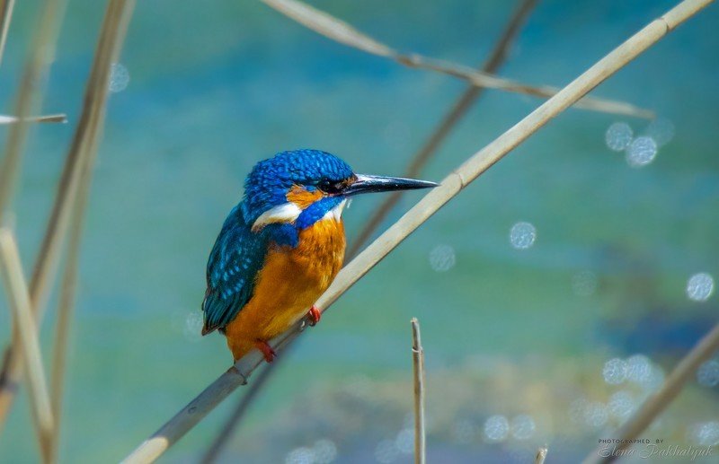 зимородок,животные,птицы,крым,севастополь,природа,россия,украина,бердвочинг Зимородокphoto preview