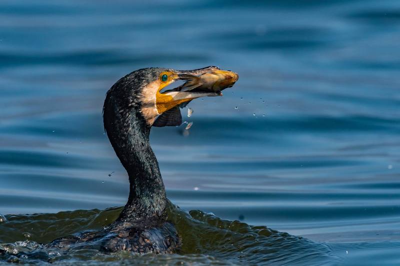 #wildlife, #nature, #wilderness, #birds, #fishing, #waterbirds, #action, #birdsofprey, #birdsinaction, #water, #blue CATCHphoto preview