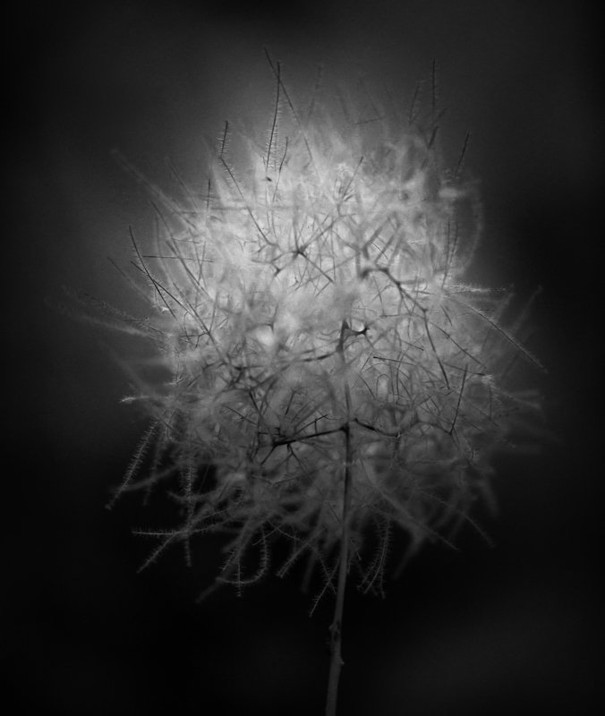 False tissuephoto preview