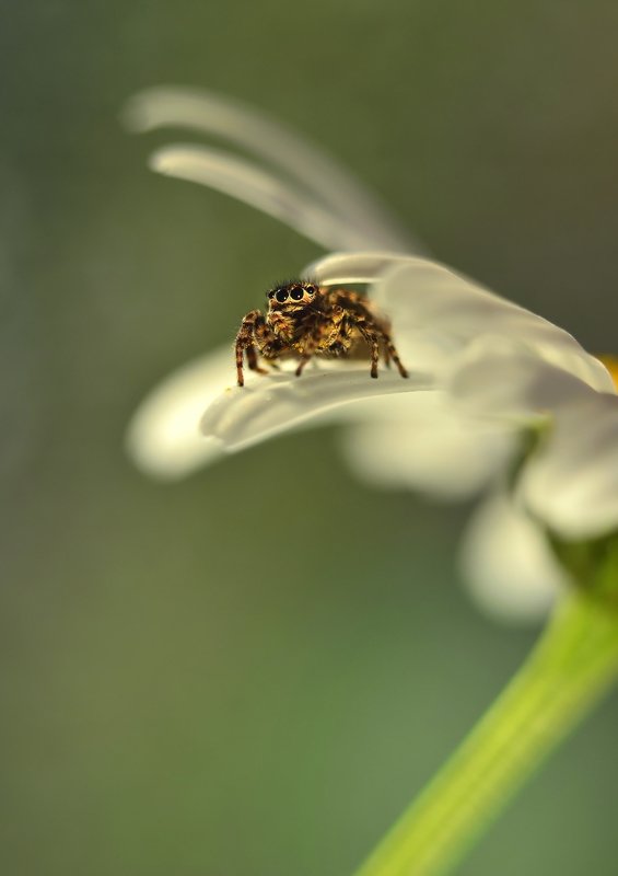 макро, насекомые, скакун, скакунчик, паук, макро мир, макросъемка, лето, цветок, ромашка, ***photo preview