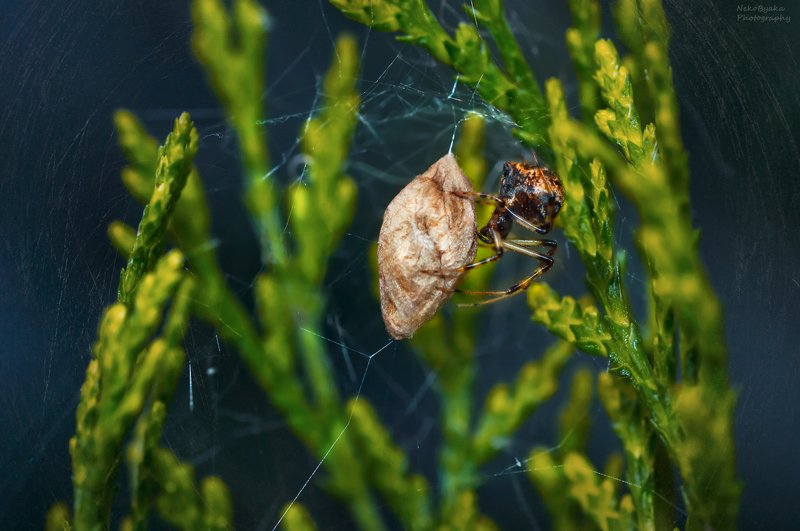 макро, природа, растения, паутина, паук, кокон, macro, nature, plants, spider web, spider, cocoon Колыбель жизниphoto preview