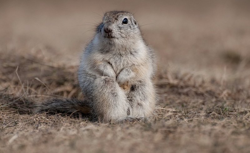 суслик обыкновенный. Жду солнышка.photo preview