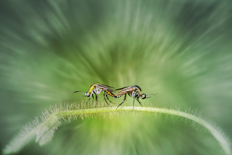 flower, objects, butterfly, macro, nature, green, tropical, toxophora, mosquito, insect, bug, Toxophoraphoto preview
