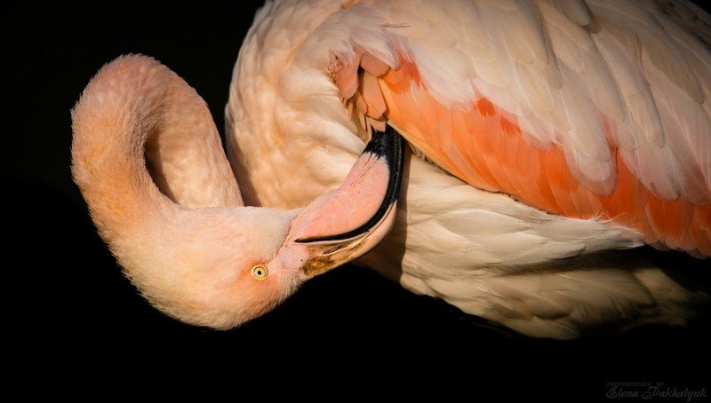 птицы,природа,крым,розовый,фламинго,феодосия,опук,бердвочинг,портрет,россия,украина,животные Фламингоphoto preview