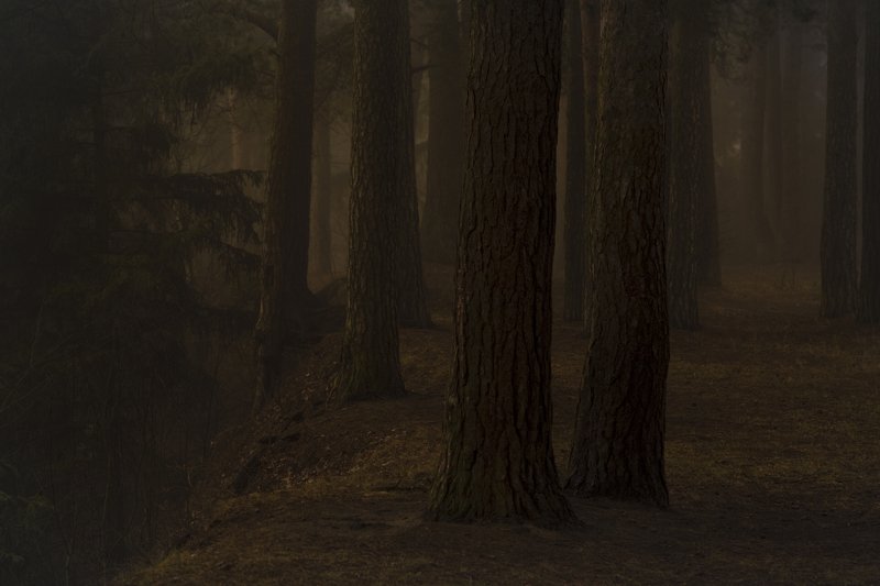 лес дымка туман тепло У обрыва.photo preview