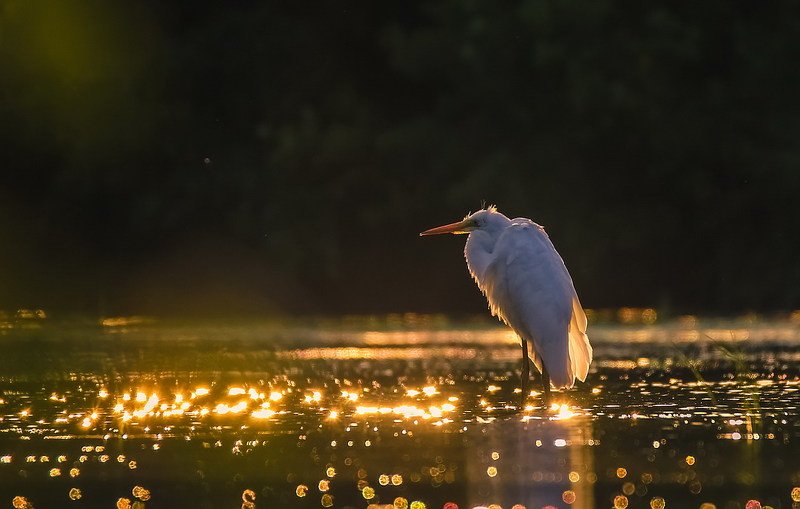 Звездочетphoto preview
