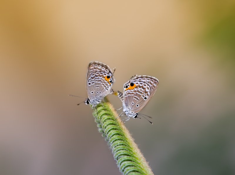 freedom...photo preview