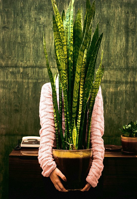 растение горшок абстракция сансевиерия самодержащаясяphoto preview