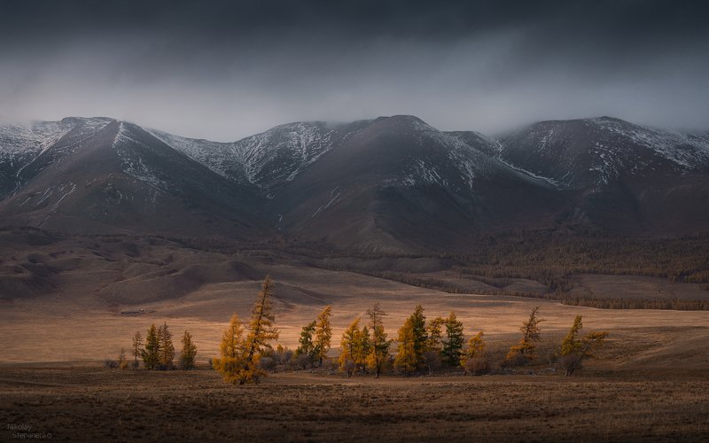 алтай, осень, курай, курайский хребет, курайская степь, лиственницы Кочевникиphoto preview