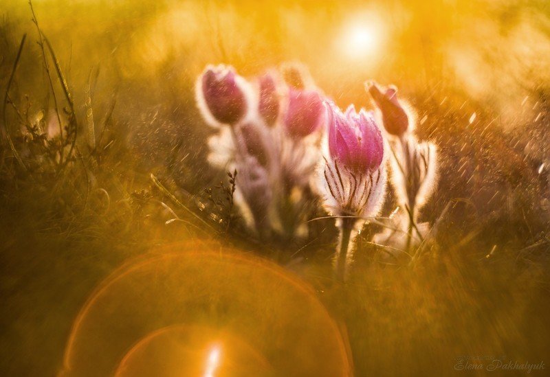 макро,первоцвет,сонтрава,крым,весна,солнце,март,природа,цветы,день,дождь Солнечные зайчикиphoto preview