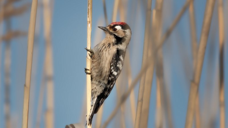 В КАМЫШЕphoto preview