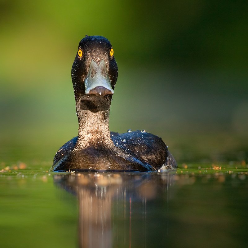Tufted Duckphoto preview
