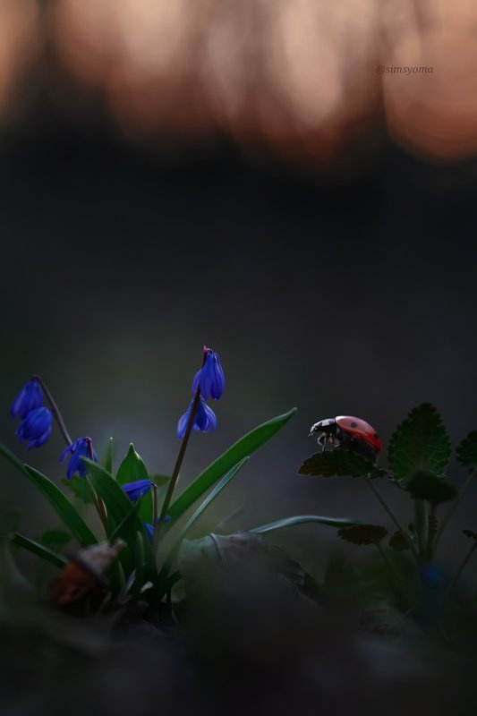 Первое весеннее photo preview