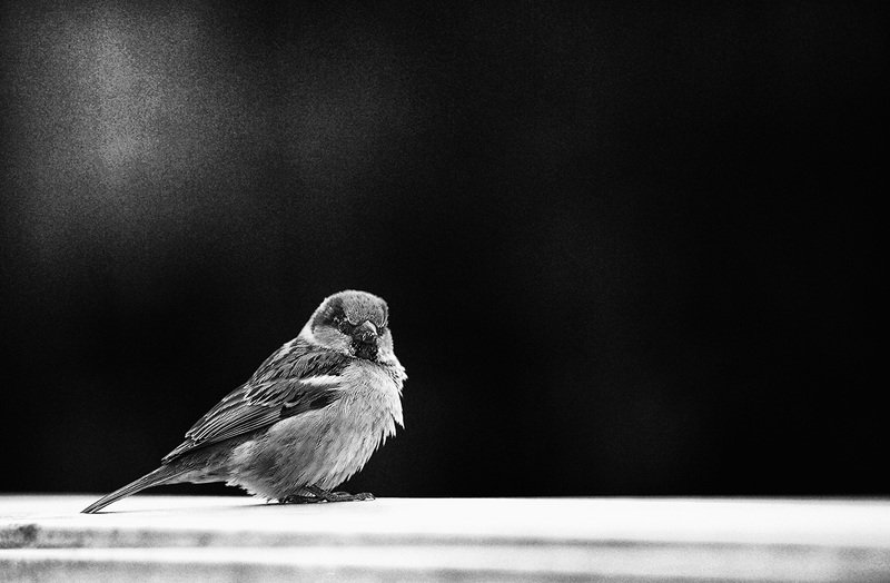 птицы, чб фото, город Воробейphoto preview