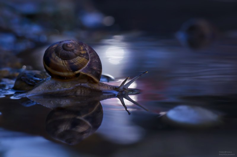 макро, природа, вода, улитка,  блики, macro, nature, water, snail, glare, Купания при лунеphoto preview