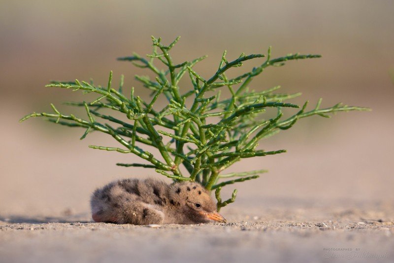 птицы,природа,россия,крым,речная крачка,опук,украина,бердвочинг,фототур Совсем одинphoto preview