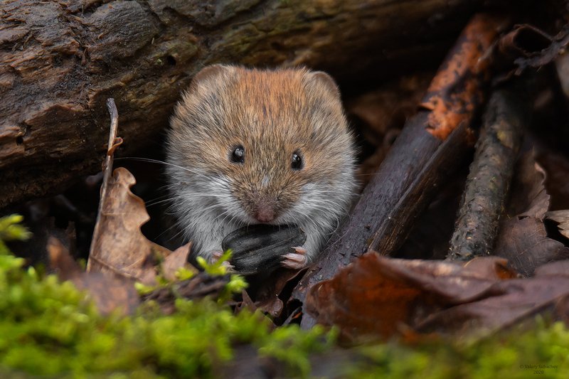 СемОчкаphoto preview