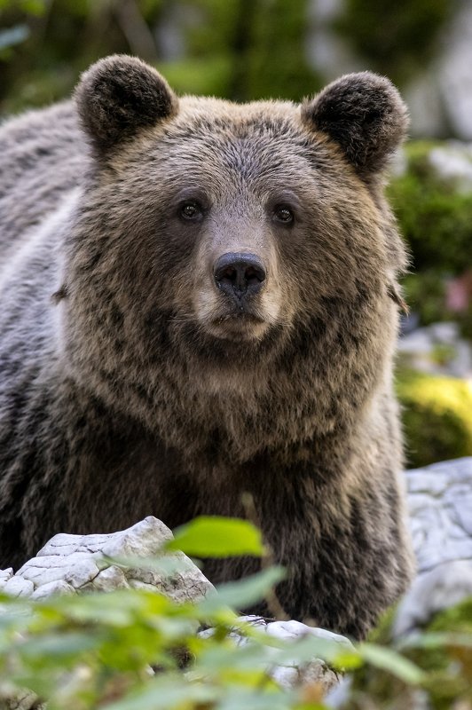 Slovenian brown bearphoto preview
