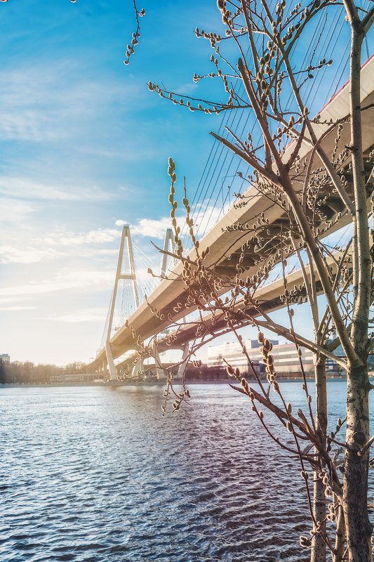 весна, верба, небо, река, спб, нева, мост Весна...photo preview