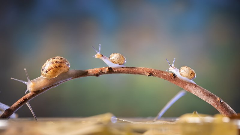 На прогулке...photo preview