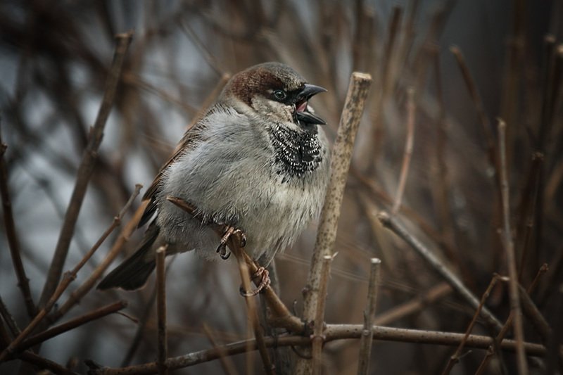 птицы, город Поговорим о весне. Московский воробейphoto preview