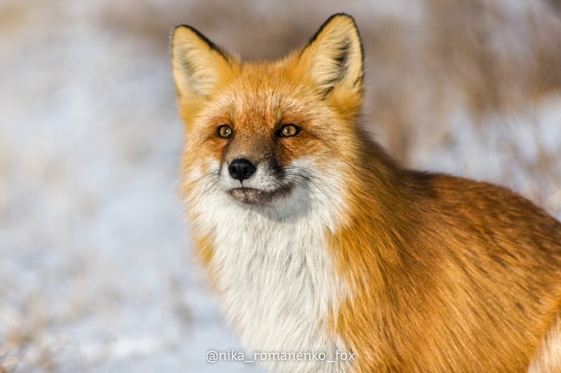 лиса, лисы, животные, снег, зима, animals, fox, foxes, animal, лис, red fox, forest, лес  фото превью