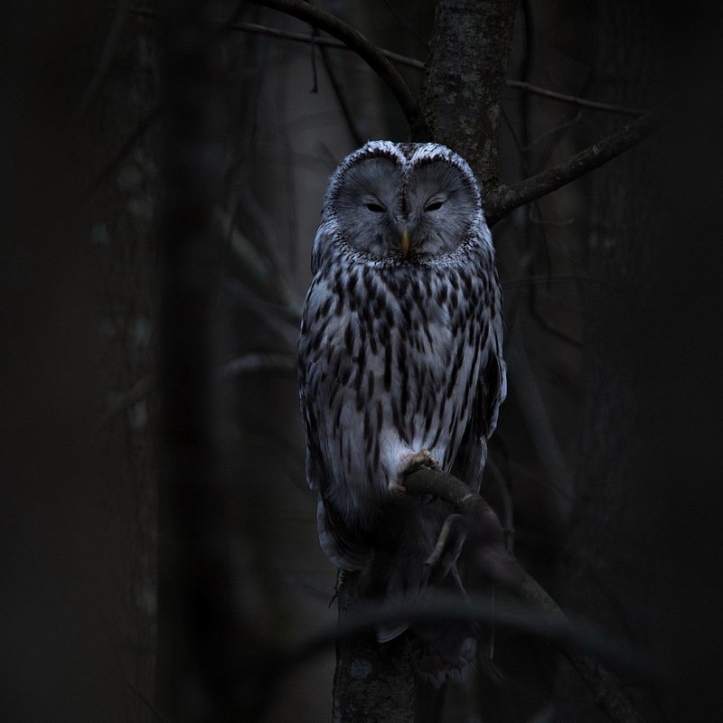 В темно-синем лесу, где трепещут осины.photo preview