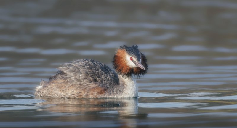 Чомгаphoto preview