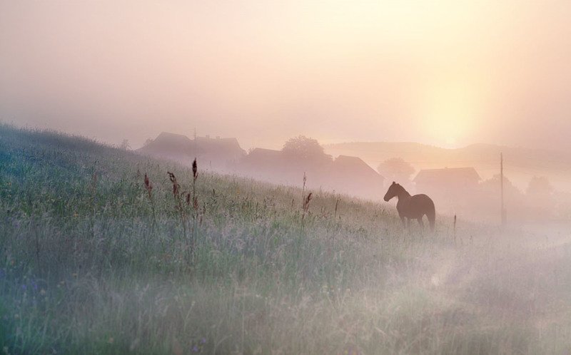 Красный коньphoto preview