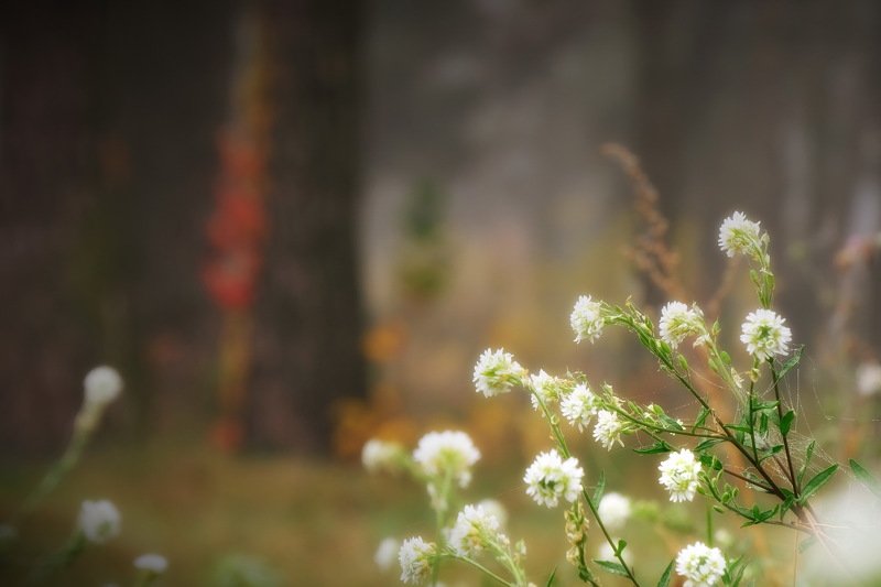 вечер осень лес туман Осенняяphoto preview