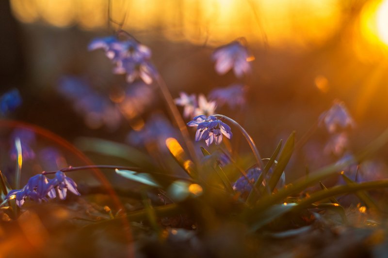 весенний лес,пролески,подснежники,весна Весны дыханиеphoto preview