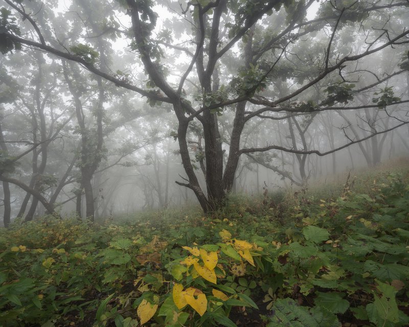 Misty Oaksphoto preview