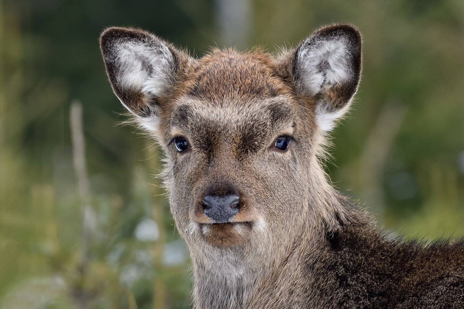 ***. Автор: Виталий Полуэктов зима,лес,оленёнок, Виталий Полуэктов