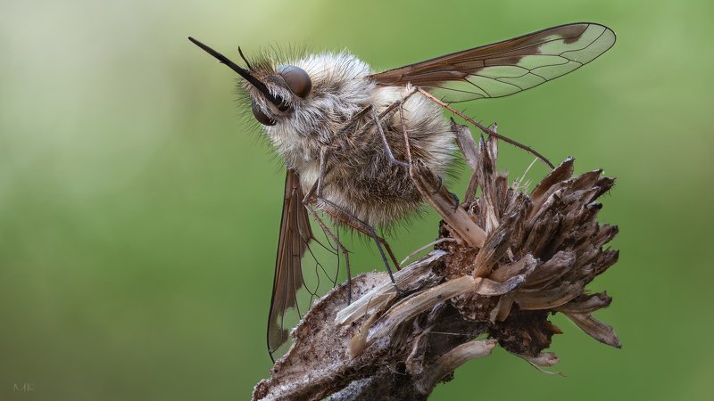 муха, жужжала ,bombyliidae Жужаphoto preview