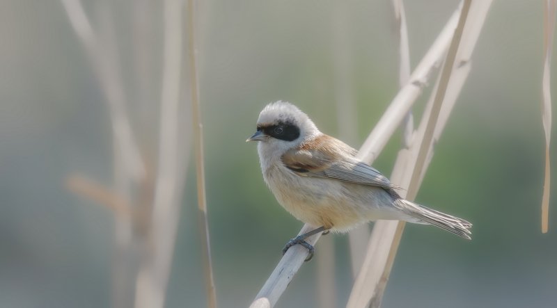 ПРО РЕМЕЗА В КАМЫШЕphoto preview