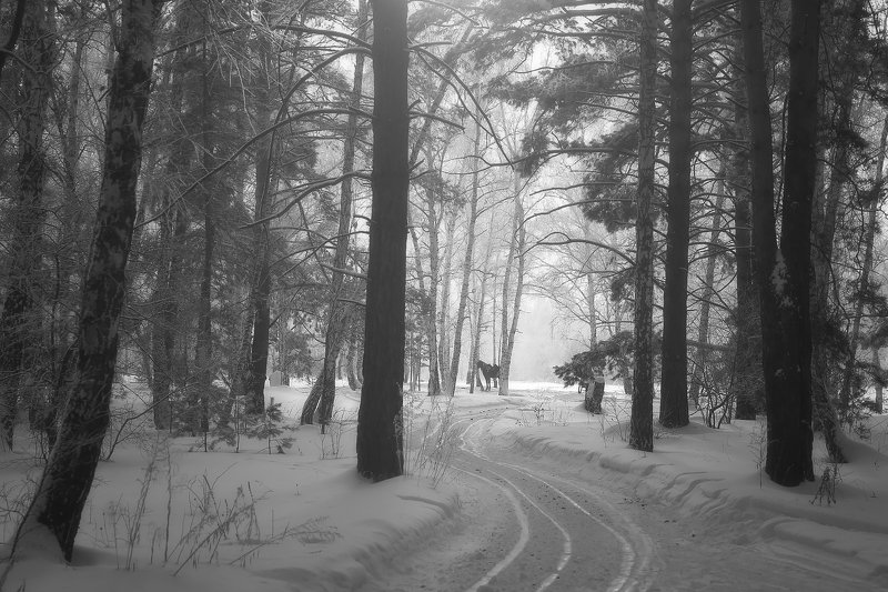 в зимнем лесуphoto preview