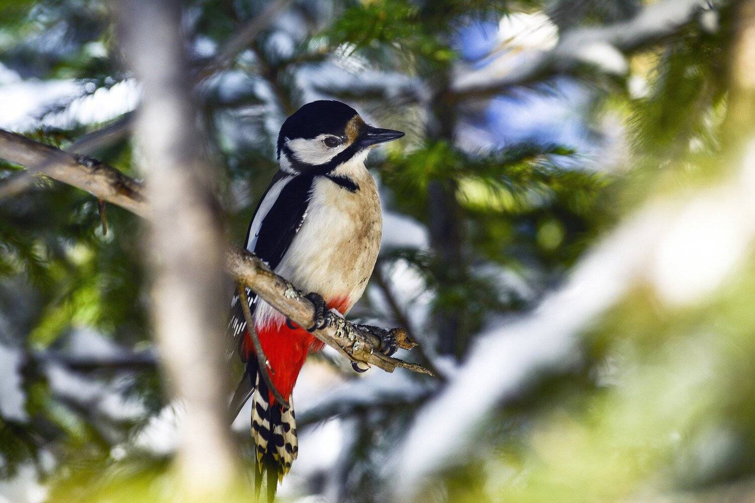 Большой пёстрый дятел.. Автор: Андрей Шарапов , Андрей Шарапов
