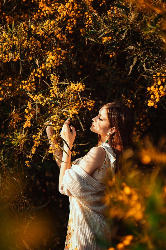 мимоза, цветение, потрет, тени Мимоза фото превью