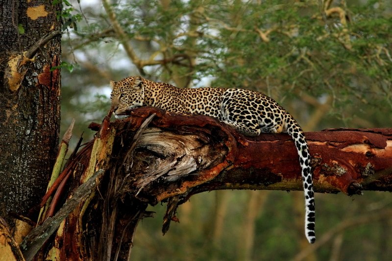 spotted princephoto preview