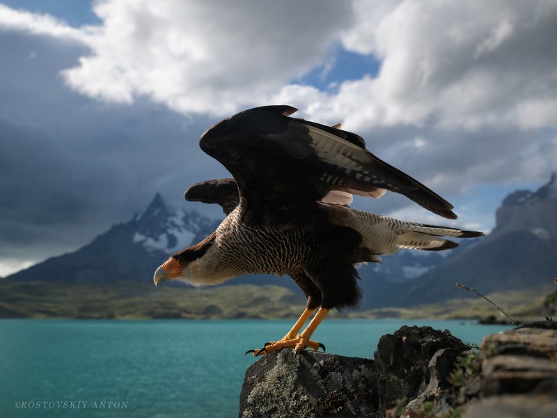 carancho, каракара, фототур, патагония, Чили, Аргентина, птицы, старт, движение, triplaunch, patagonia, startphoto preview