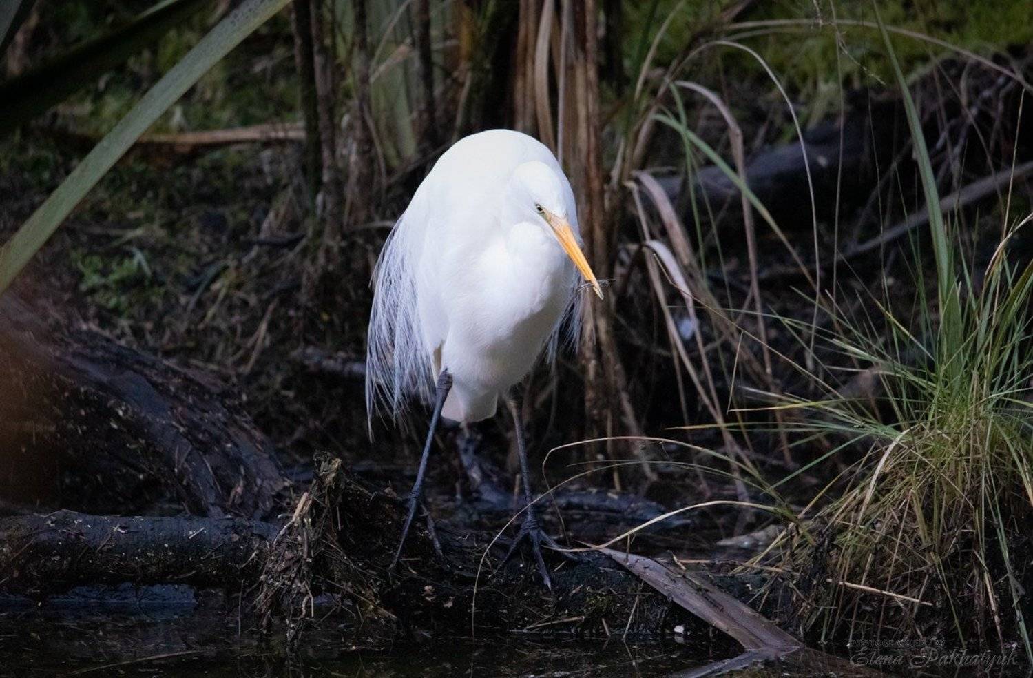 природа,новая зеландия,белая цапля,цапля,птицы,животные,фототур,бердвочинг, Elena Pakhalyuk