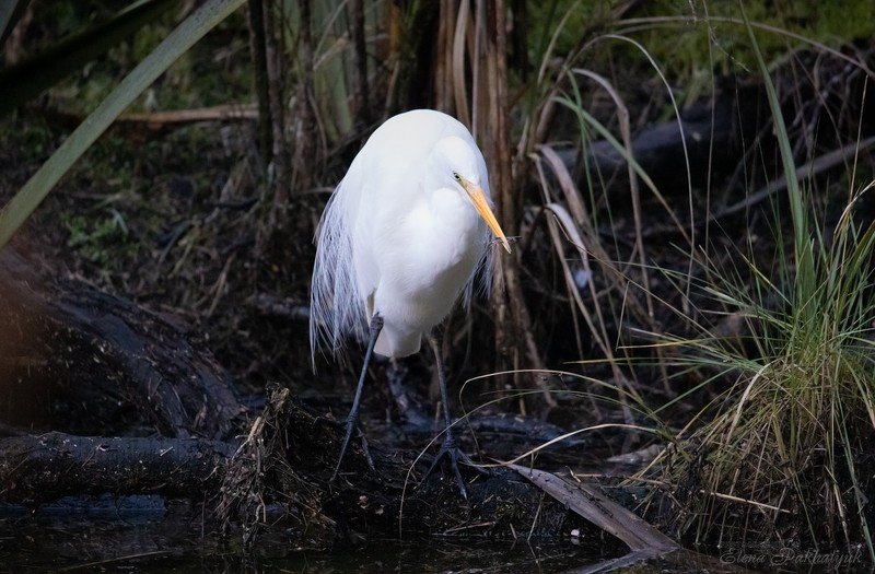 природа,новая зеландия,белая цапля,цапля,птицы,животные,фототур,бердвочинг Белая цапля на охотеphoto preview
