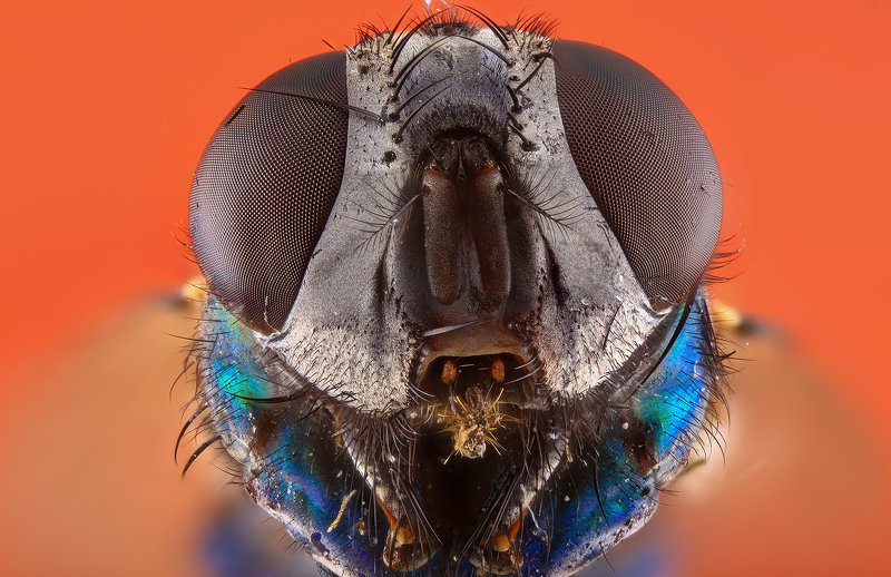 насекомое муха photo preview
