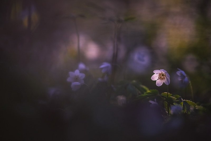 Каждый человек-для кого то свет в жизни. фото превью