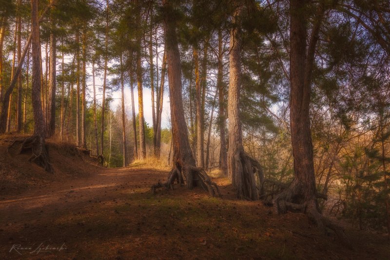 крым, фототуры, лес, пейзаж, природа Весной в лесуphoto preview