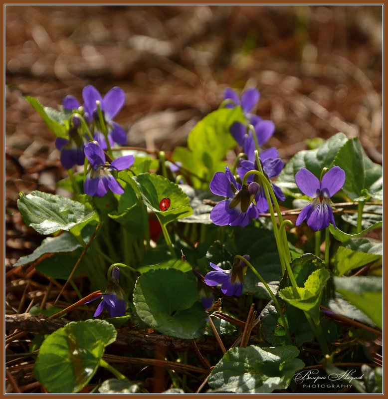 весна, март, сосновый лес, фиалки Сказки весеннего леса фото превью