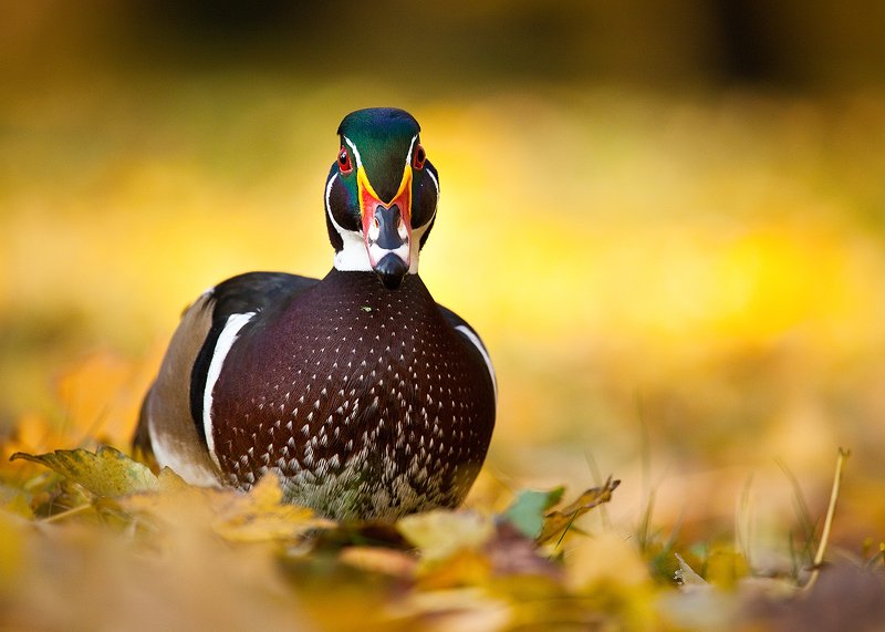 Carolin duckphoto preview