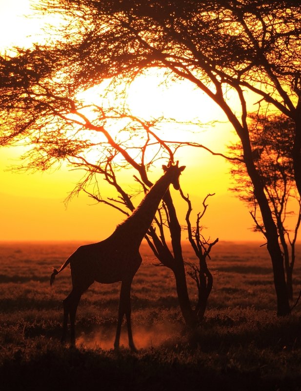 golden ladyphoto preview