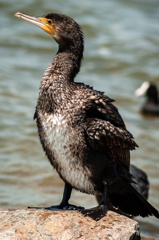 птицы, баклан, крылья, озеро, вода, лето, крым, фауна, животное, природа, перья, охота, волны, birds, cormorant, wings, lake, water, summer, crimea, fauna, animal, nature, feathers, hunting, waves Бакланов бытphoto preview