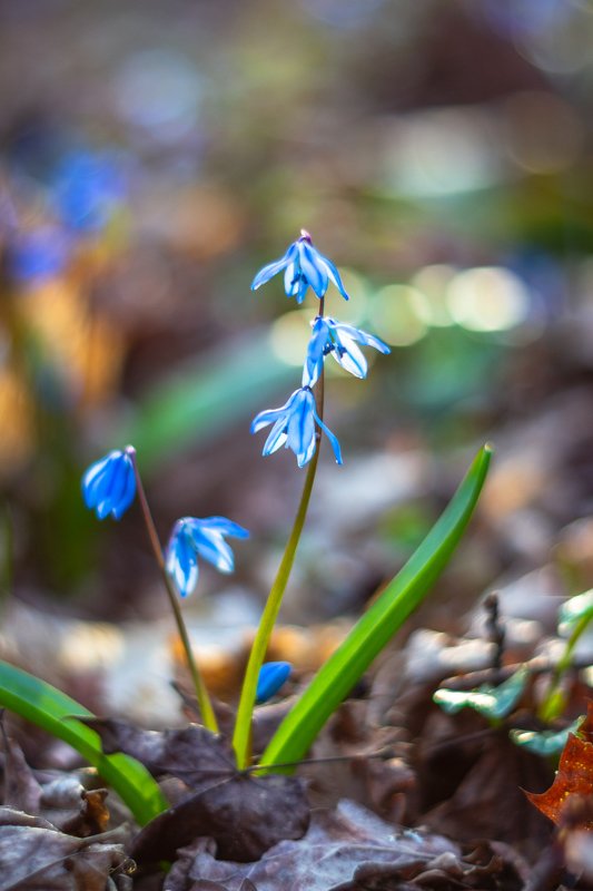 пролески, весна, первоцветы, подснежники, воронежский заповедник, лес photo preview